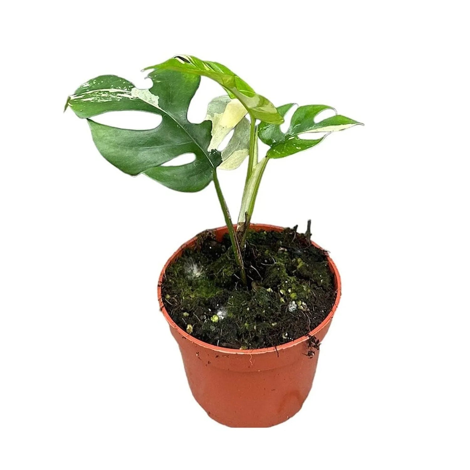 15cm Rhaphidophora Tetrasperma Variegata Plant 10,5 cm Pot