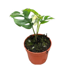 15cm Rhaphidophora Tetrasperma Variegata Plant 10,5 cm Pot