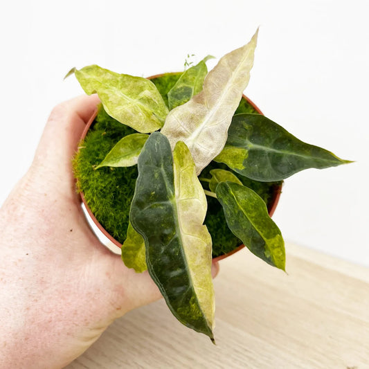 15cm Yellow Alocasia Polly Variegata House Plant 10,5 cm Pot