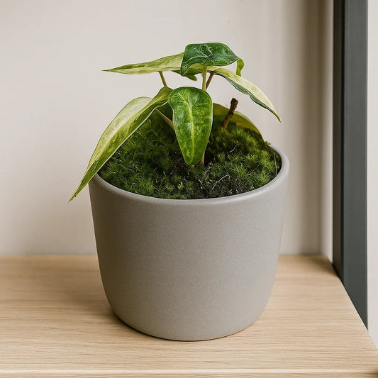 15cm Yellow Alocasia Polly Variegata House Plant 10,5 cm Pot