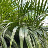 160 - 200cm Areca Palm Dypsis Lutescens 27cm Pot House Plant House Plant