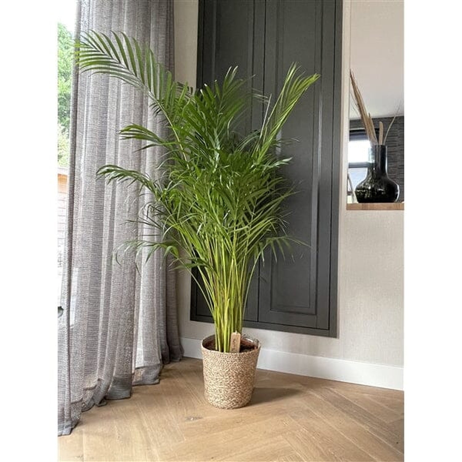 160 - 200cm Areca Palm Dypsis Lutescens 27cm Pot House Plant House Plant