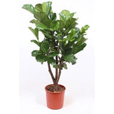 160 - 200cm Ficus Lyrata XXXL Tree Fiddle Leaf Fig 34cm Pot House Plant