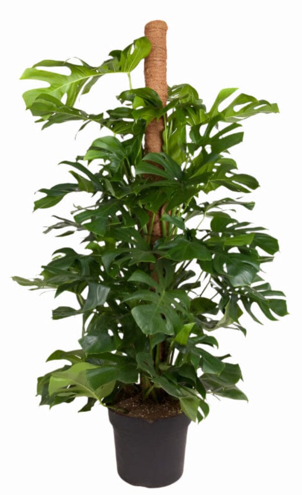 160 - 200cm Monstera Deliciosa on Mosspole Swiss Cheese Plant 38cm Pot House Plant House Plant