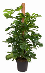160 - 200cm Monstera Deliciosa on Mosspole Swiss Cheese Plant 38cm Pot House Plant House Plant