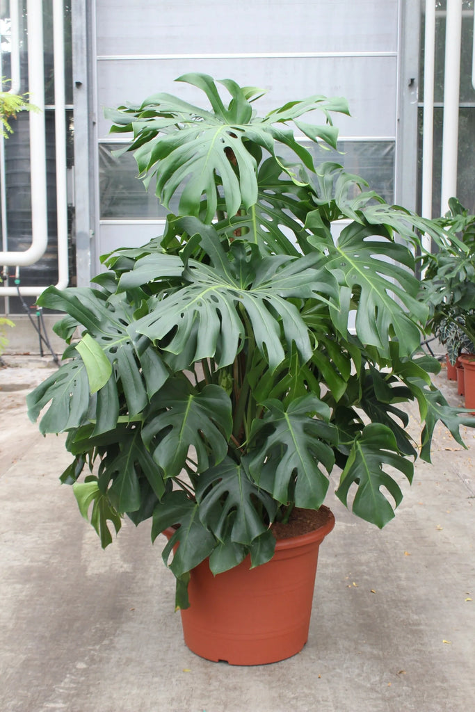 monstera contempo plant 160