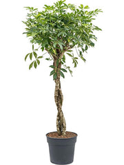 145 - 155cm Schefflera Arboricola Gold Capella 34cm Pot House Plant