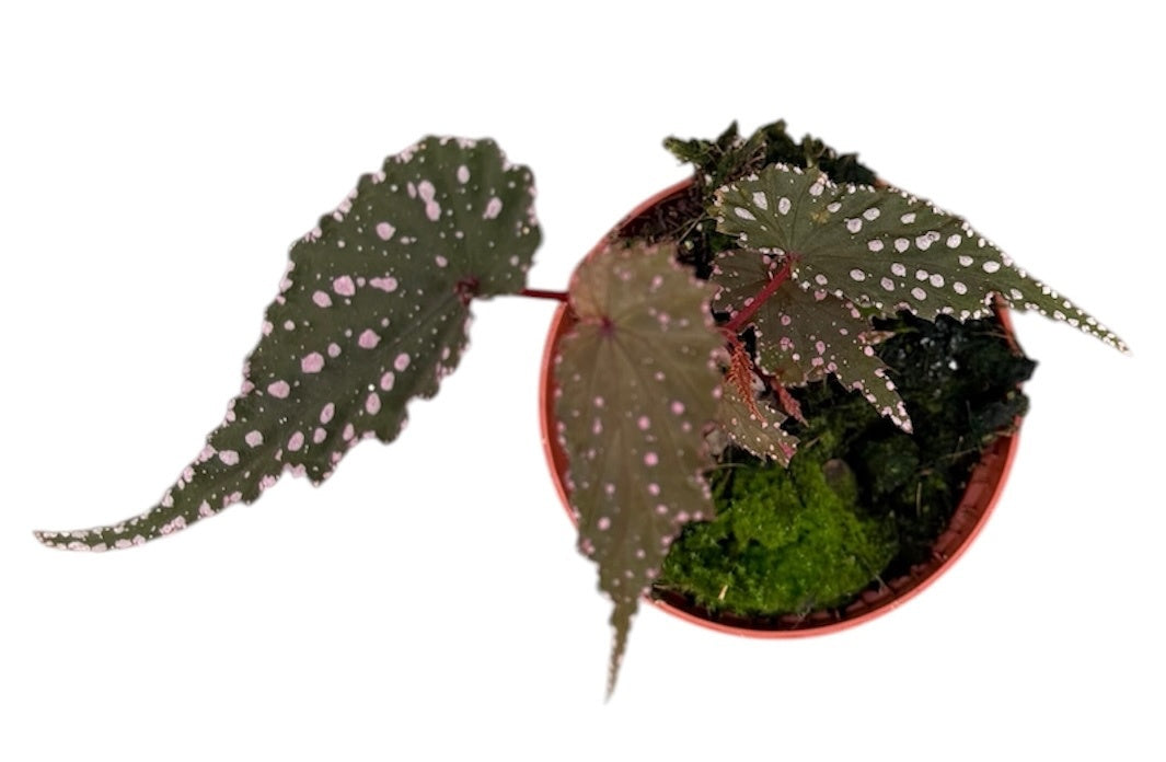 Begonia Sumatran Spotted 8cm Pot 15cm Height House Plant