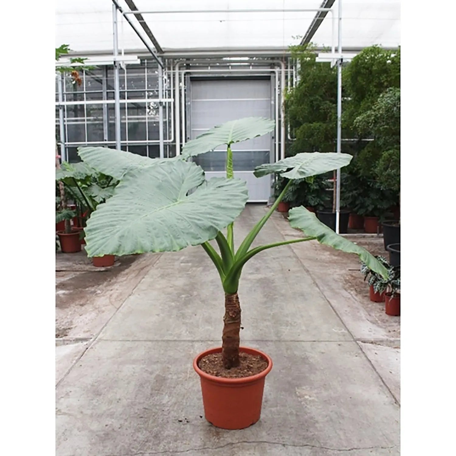 170 - 190cm XXL Alocasia Macrorrhiza 50cm Pot House Plant