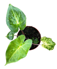 Alocasia New Guinea Gold House Plant 8cm Pot