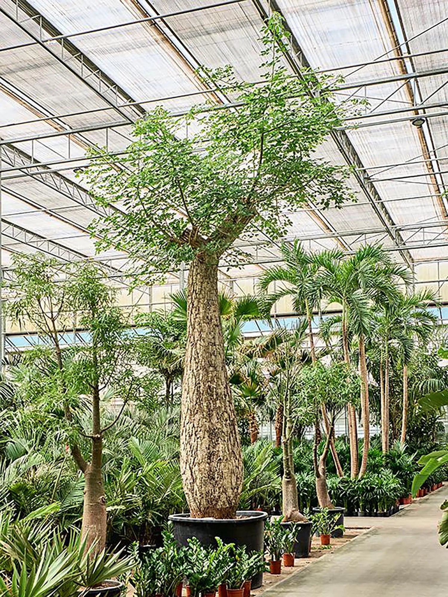 175 - 200cm Chorisia Speciosa XXL 120cm Pot House Plant