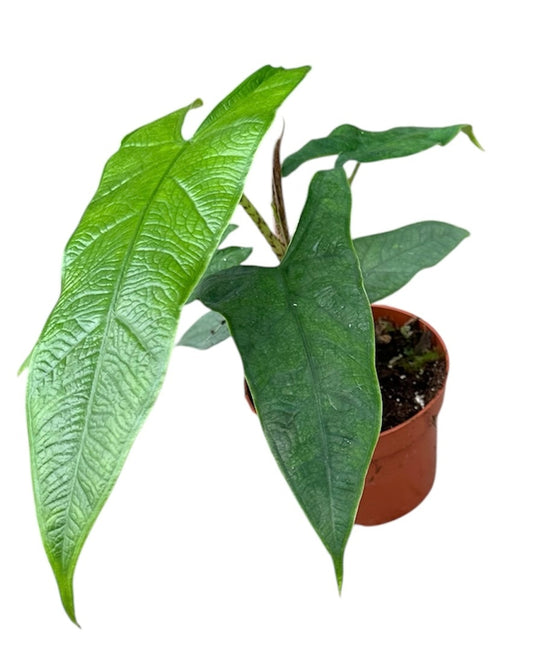 Alocasia Sulawesi Green Carpet 10.5cm Pot 15cm Height House Plant