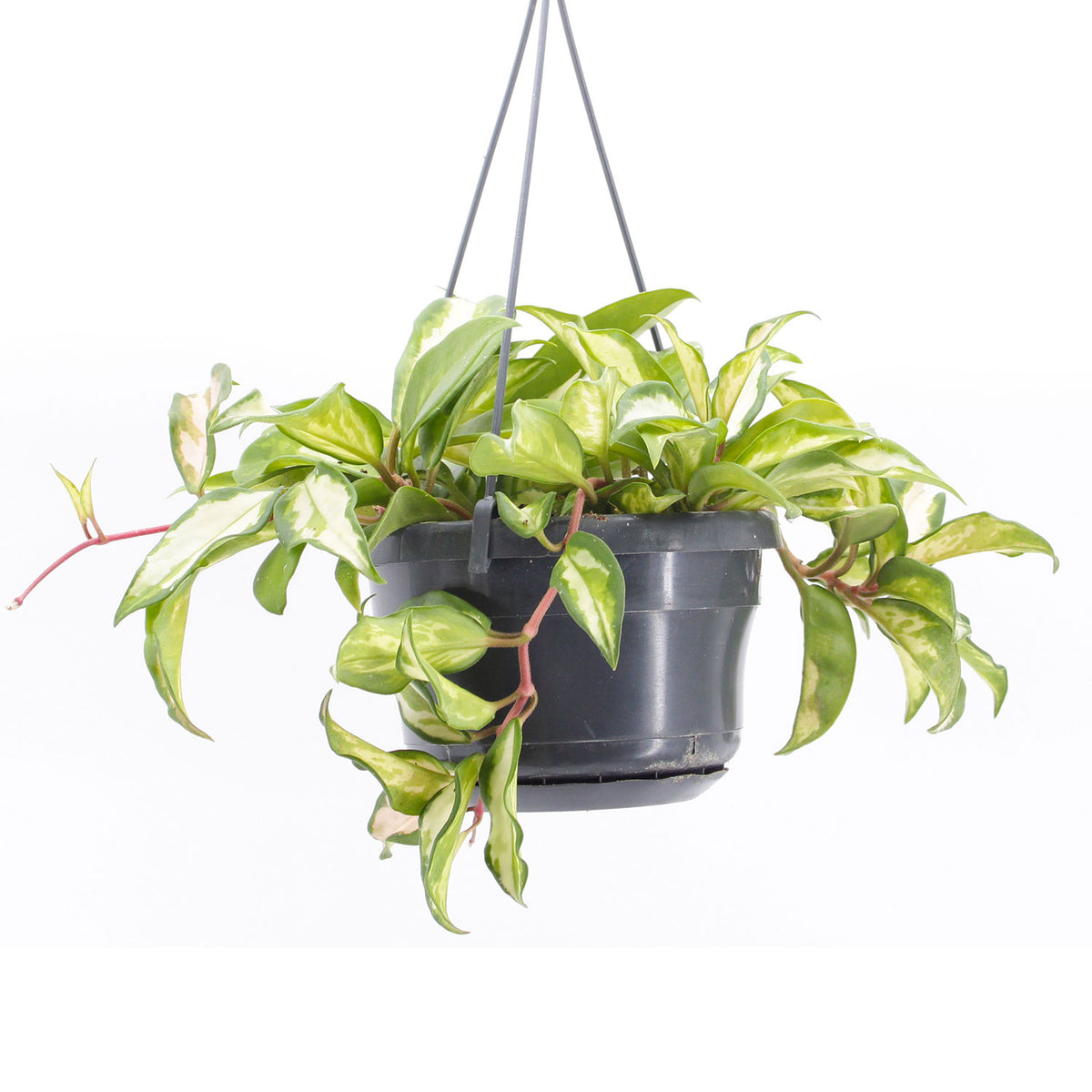 20 - 30cm Hoya Carnosa Tricolor in 14cm Hanging Pot