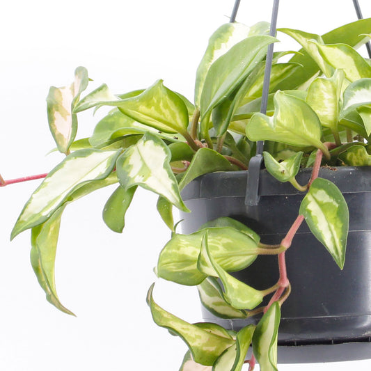 20 - 30cm Hoya Carnosa Tricolor in 14cm Hanging Pot
