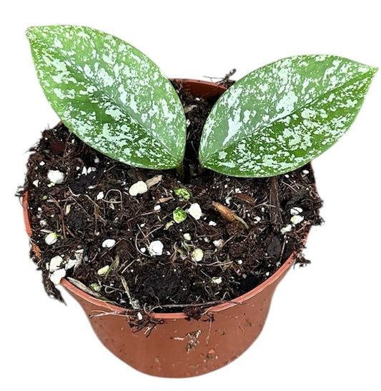 Hoya Parasitica Splash 10.5cm Pot 10cm Height House Plant