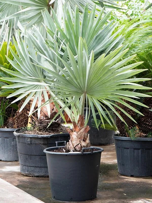 180 - 200cm Bismarckia nobilis XXL 55cm Pot House Plant