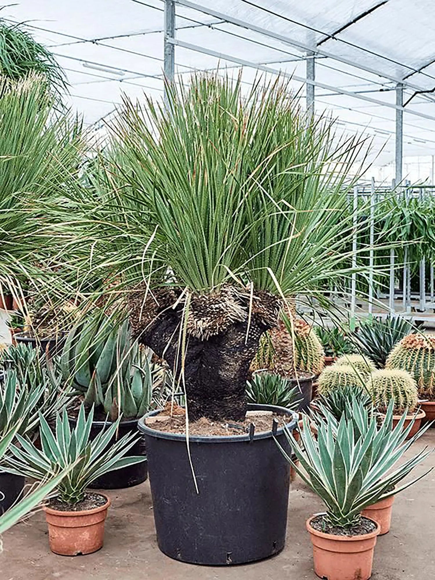 180 - 200cm Dasylirion Serratifoliumx XXL 80cm Pot House Plant