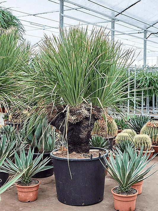 180 - 200cm Dasylirion Serratifoliumx XXL 80cm Pot House Plant