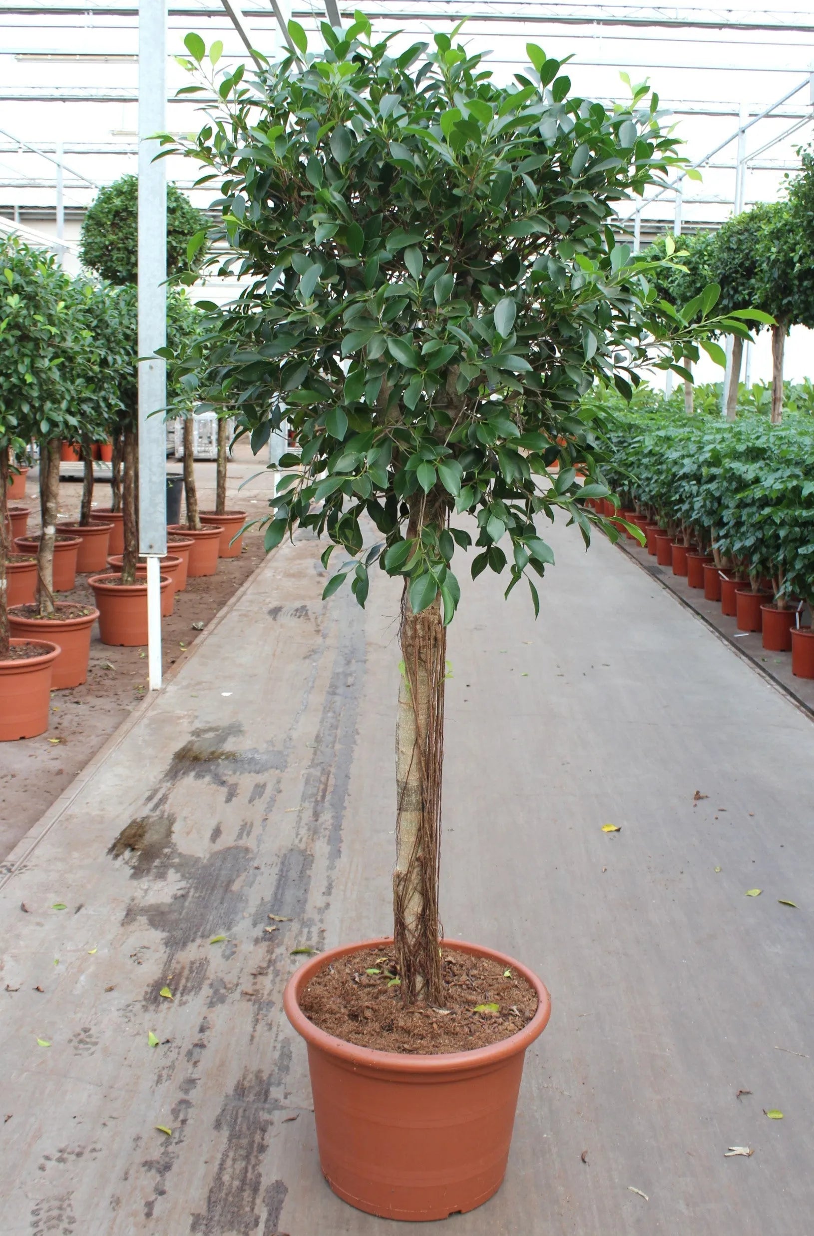 180 - 220cm XXL Ficus Nitida 50cm Pot House Plant