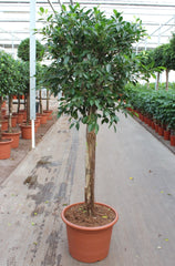180 - 220cm XXL Ficus Nitida 50cm Pot House Plant