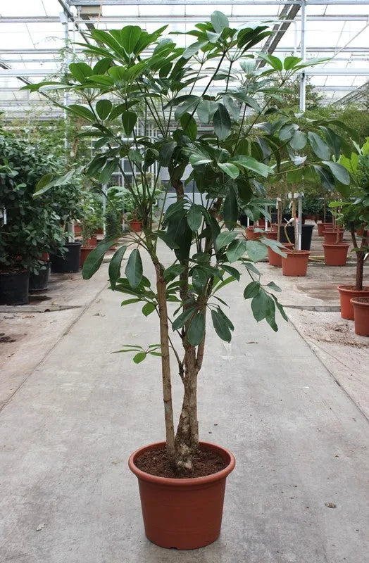 180 - 220cm XXL Schefflera Actinophylla Amate 40cm Pot House Plant