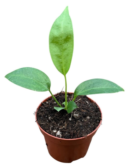 Anthurium Double - Wendlingeri & Vittarifolium - 6cm Pots