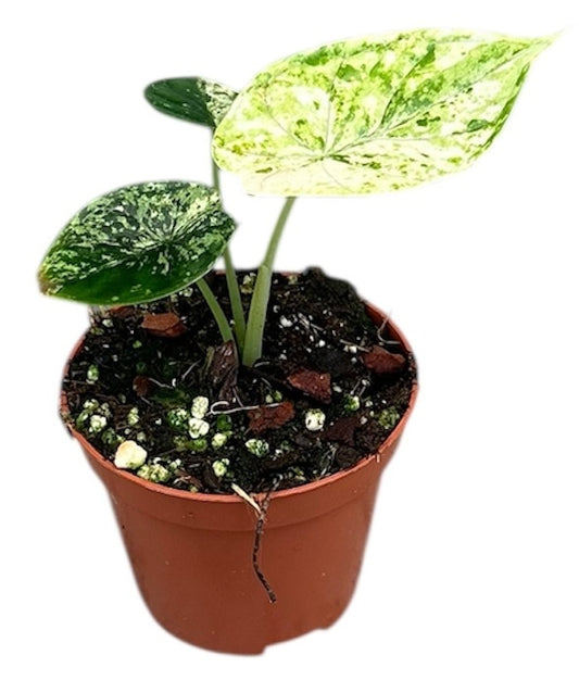 Alocasia Dragon Scale mint 8cm Pot 15cm Height House Plant