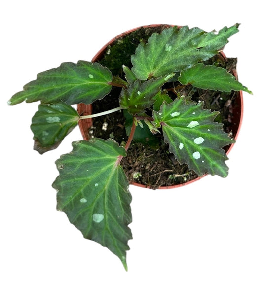 Begonia Mantuk 8cm Pot 15cm Height House Plant