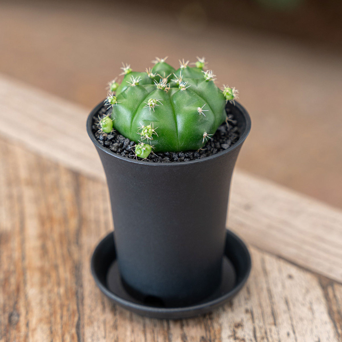 Gymno Cactus 'Froggy Cactus House Plant in 10cm Pot