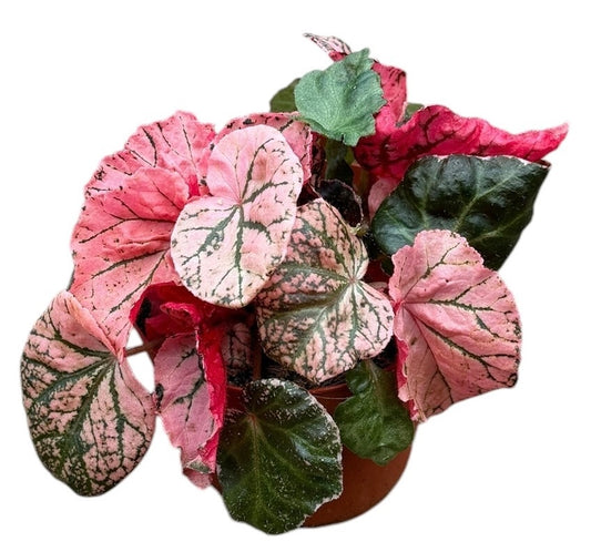 Begonia Midnight Sun 14cm Pot 25cm Height House Plant