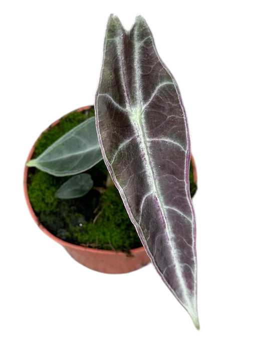 Alocasia Longiloba Purple House Plant 10,5 cm Pot