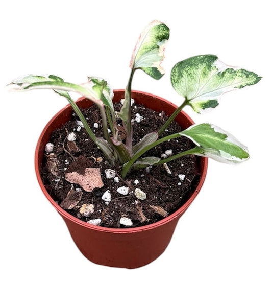 Syngonium Starlite House Plant 6cm Pot