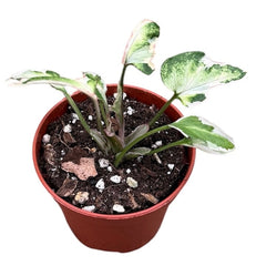 Syngonium Starlite House Plant 6cm Pot