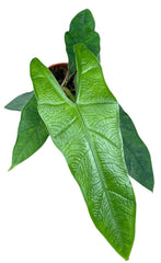 Alocasia Sulawesi Green Carpet 10.5cm Pot 15cm Height House Plant