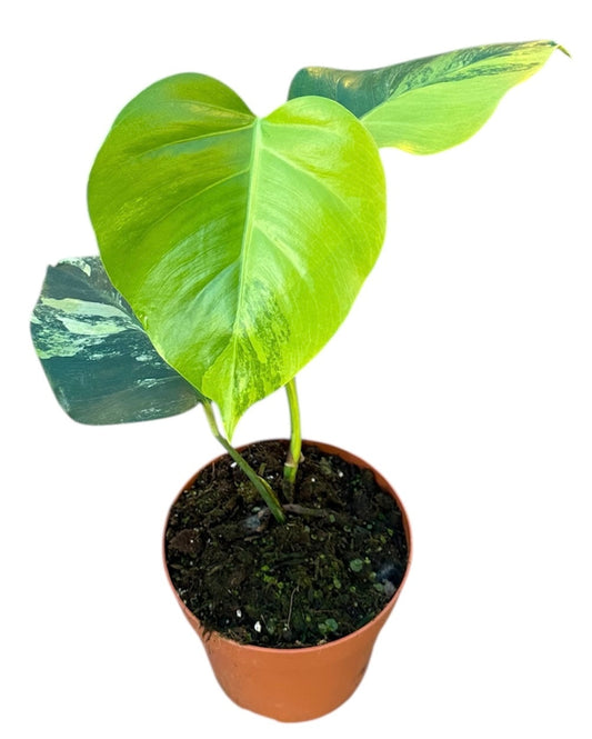 Monstera Deliciosa Aurea Swiss Cheese Plant 17cm Pot House Plant