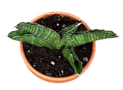 Sansevieria Marscha Anjani 8cm Pot 15cm Height House Plant