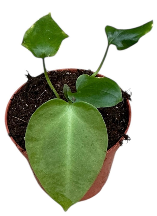 Anthurium Napo 8cm Pot 10cm Height House Plant