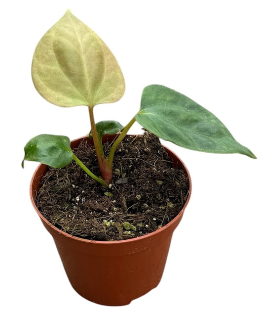 Anthurium Portillae 8cm Pot 10cm Height House Plant