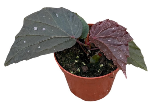 Begonia Black Bat 8cm Pot 15cm Height House Plant