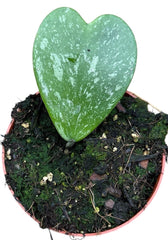 Hoya Kerri Splash 10.5cm Pot 15cm Height House Plant