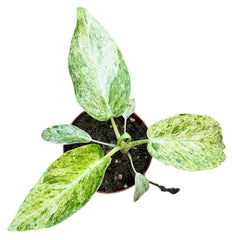 Philodendron Giganteum Blizzard Variegata 8cm Pot 10cm Height House Plant