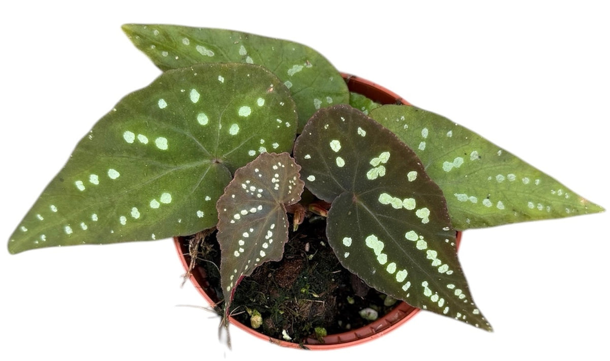 Begonia Pandora 8cm Pot 15cm Height House Plant