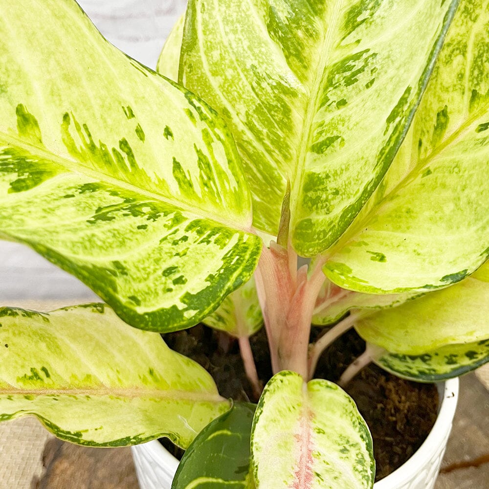 20 - 30cm Aglaonema Chartreuse Pretty Chinese Evergreen 12cm Pot House Plant House Plant