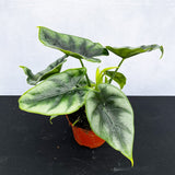 20 - 30cm Alocasia Reversa House Plant 9cm Pot