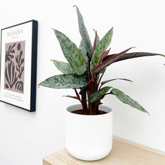 20 - 30cm Apoballis Acuminatissima Red Sword House Plant 12cm Pot House Plant