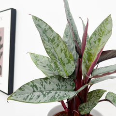 20 - 30cm Apoballis Acuminatissima Red Sword House Plant 12cm Pot House Plant