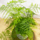 20 - 30cm Asparagus Setaceus Fern 12cm Pot House Plant House Plant
