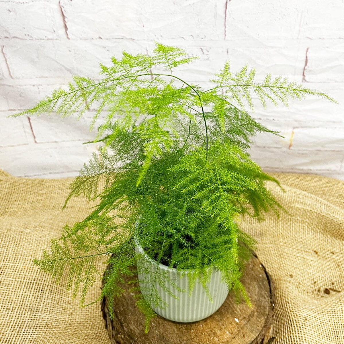 20 - 30cm Asparagus Setaceus Fern 12cm Pot House Plant House Plant