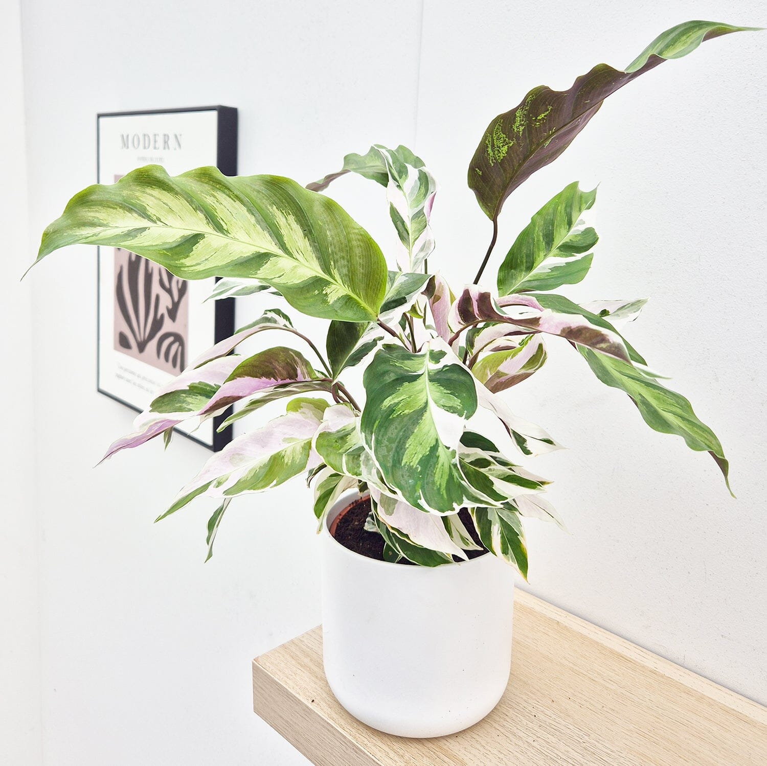20 - 30cm Calathea White Fusion Prayer Plant 14cm Pot House Plant House Plant