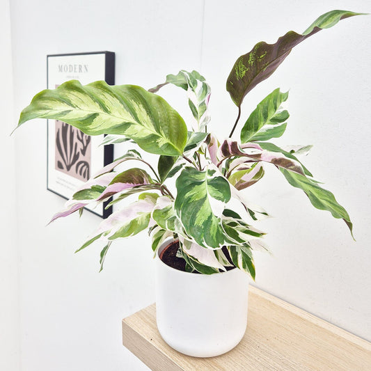 20 - 30cm Calathea White Fusion Prayer Plant 14cm Pot House Plant House Plant